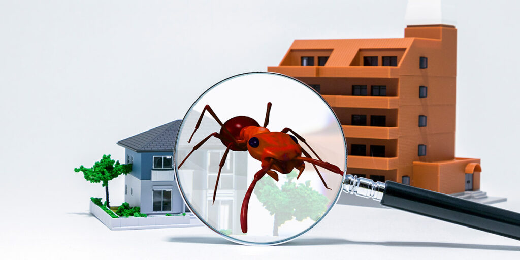 Pest Inspection Service