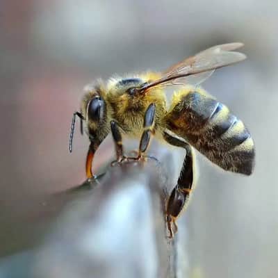 Bee Removal 