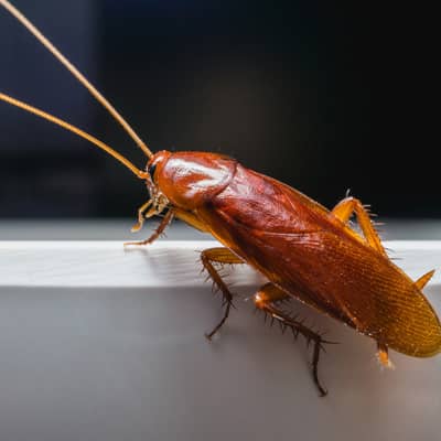 Cockroach Control