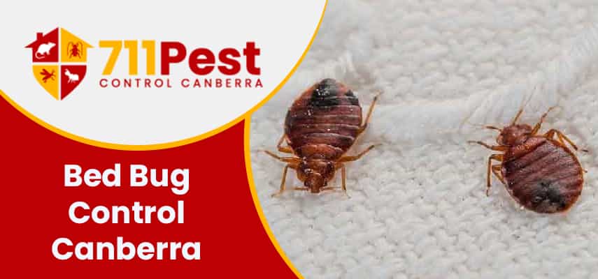 Image of bed bug control Canberra