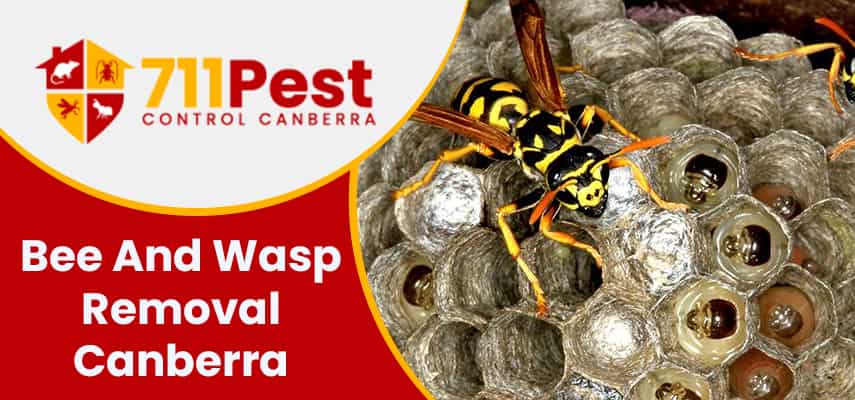 Image of bee and wasp removal Canberra