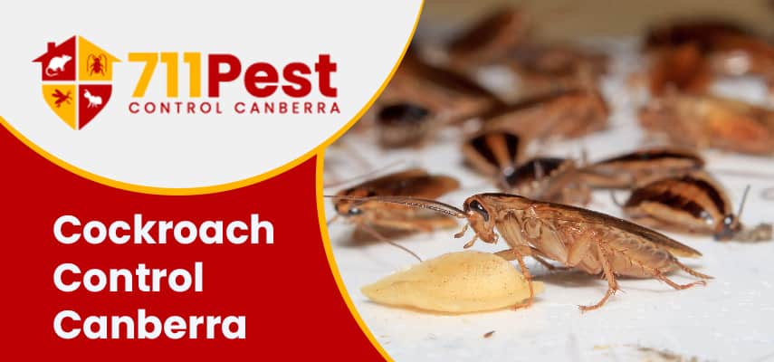 Image of cockroach control canberra
