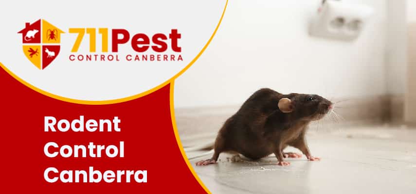 Image of rodent control Canberra