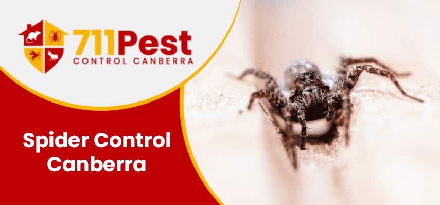 Image of spider control Canberra