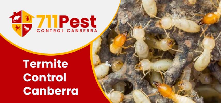 Image of termite control Canberra