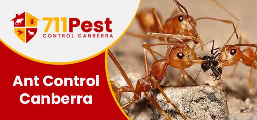 image of ant control Canberra