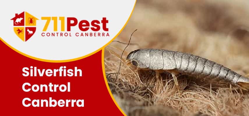Image of silverfish control Canberra