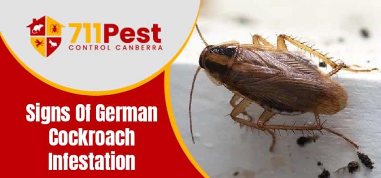 Signs Of German Cockroach Infestation