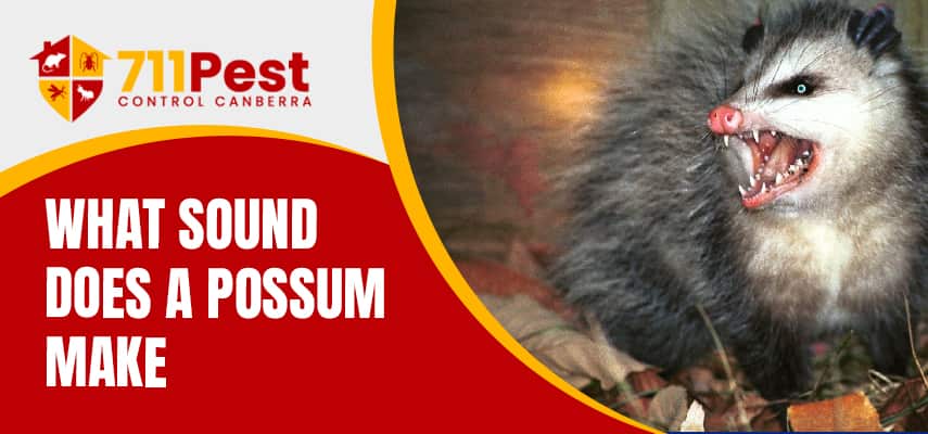 Sound Does A Possum Make